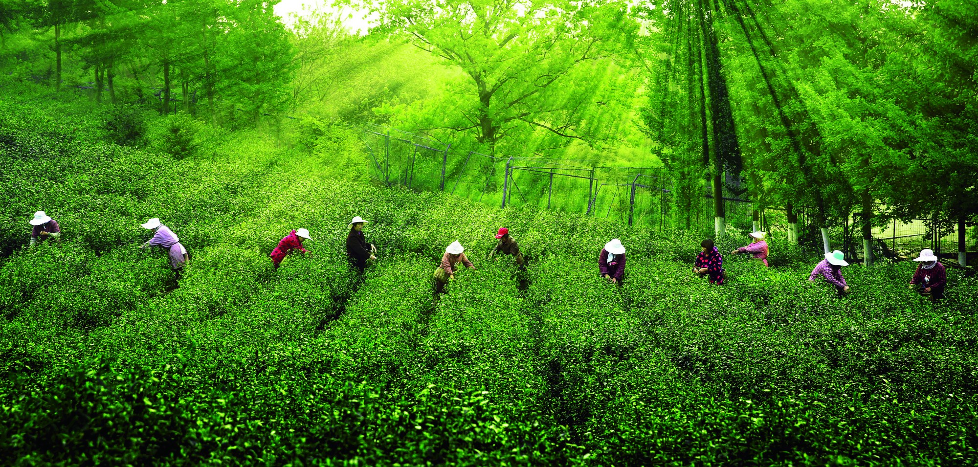 《采茶》周明生  摄于镇江茶博园_副本.jpg